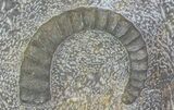 Anetoceras Ammonites With Trilobite Head #67725-3